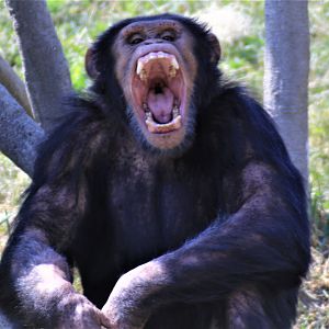 Chimpanzee, Detroit Zoo