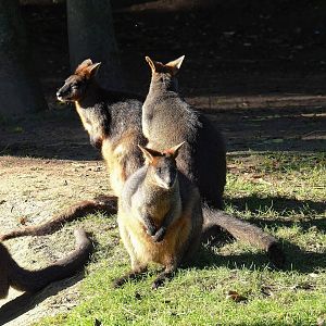 Swamp wallabies (Wallabia bicolor), 2022-11-12