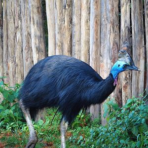 Double-wattled cassowary (Casuarius casuarius), 2022-11-12