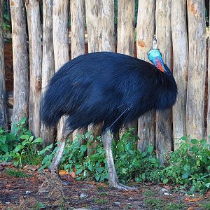 Double-wattled cassowary (Casuarius casuarius), 2022-11-12