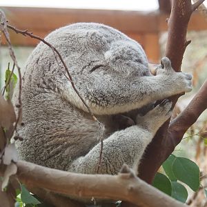 Koala (Phascolarctos cinereus), 2022-11-12