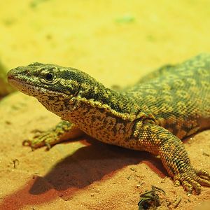 Spiny-tailed monitor (Varanus acanthurus), 2022-11-12