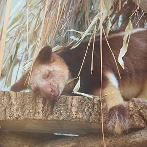 Goodfellow's tree kangaroo (Dendrolagus goodfellowi buergersi), 2022-11-12