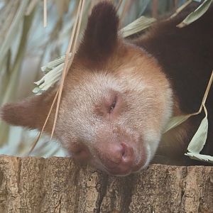 Goodfellow's tree kangaroo (Dendrolagus goodfellowi buergersi), 2022-11-12