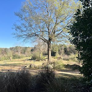 African Elephant Exhibit