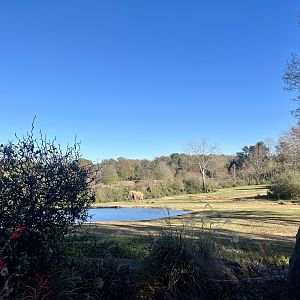 African Elephant Exhibit
