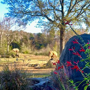 African Elephant Exhibit