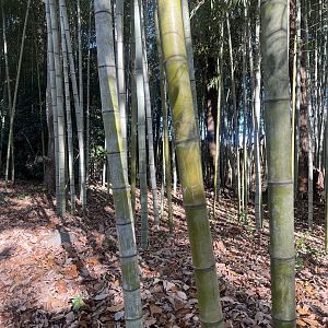 Bamboo