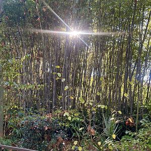 Sunlight through Bamboo