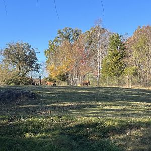 Bison Exhibit