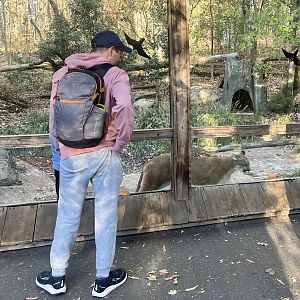 Guest viewing Cougar