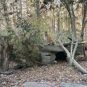 Cougar Exhibit