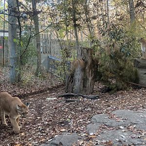 Cougar Exhibit