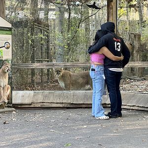 Couple viewing Cougar viewing me
