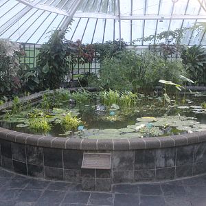 Fish pond, Begonia House (Wellington Botanic Garden)