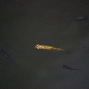 Guppy, Begonia House (Wellington Botanic Garden)