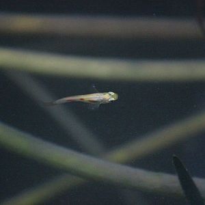 Guppy, Begonia House (Wellington Botanic Garden)