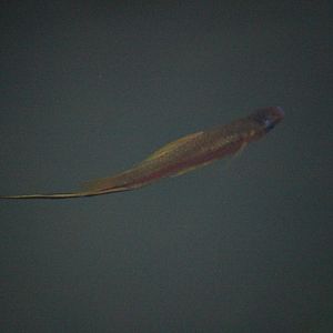 Swordtail, Begonia House (Wellington Botanic Garden)