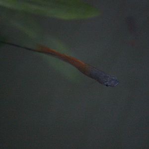 Swordtail, Begonia House (Wellington Botanic Garden)