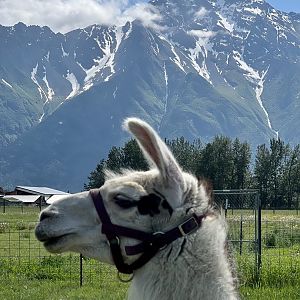 You can almost see a Guanaco in Patagonia
