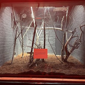 Work taking place in the lemur house