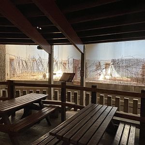 Red river hog indoor enclosure.