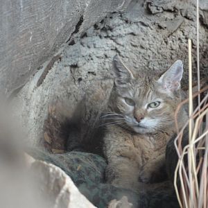 African Wildcat