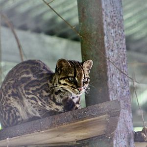 Costa Rican Oncilla (Leopardus tigrinus oncilla)