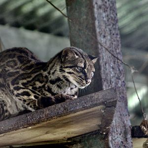 Costa Rican Oncilla (Leopardus tigrinus oncilla)