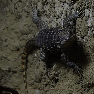 Lizard at Jihlava (pic 2)
