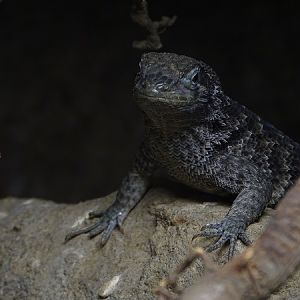 Lizard at Jihlava (pic 1)