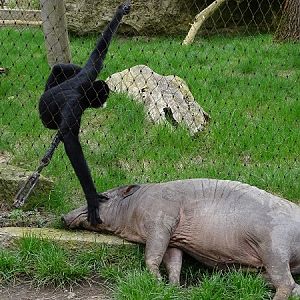 Interspecies friendship between babirussa and gibbon (04/2023)