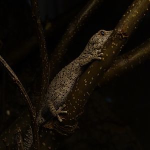 Eastern spiny-tailed gecko (Strophurus williamsi)(04/23)