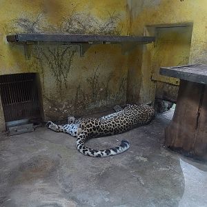 Tiny indoor enclosure for Persian leopard (04/23)