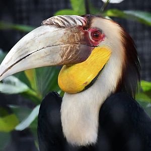 Wreathed Hornbill (Rhyticeros undulatus)