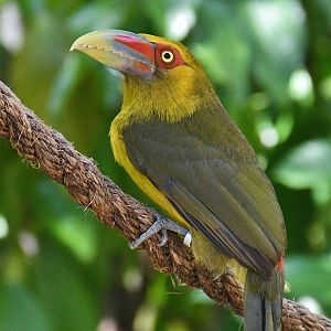 Saffron Toucanet (Pteroglossus bailloni)