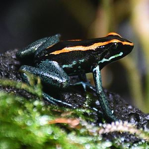 Golfodulcean Poison Frog (Phyllobates vittatus)