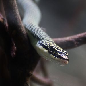 Ornate Flying Snake (Chrysopelea ornata)