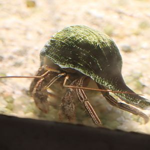 Bird House - Striped Hermit Crab
