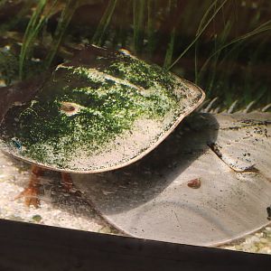 Bird House - Horseshoe Crab