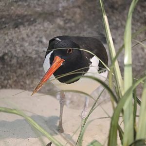 Bird House - American Oystercatcher