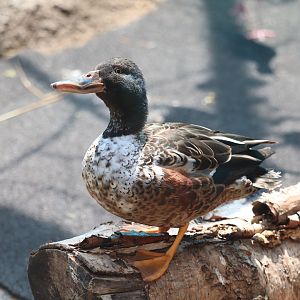 Bird House - Northern Shoveler