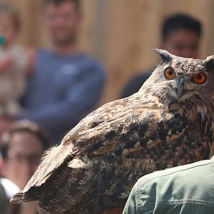 Bird House - Eurasian Eagle Owl