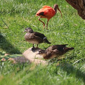 Bird House - Wood Duck - Scarlet Ibis