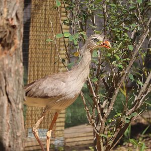 Bird House - Red-Legged Seriema