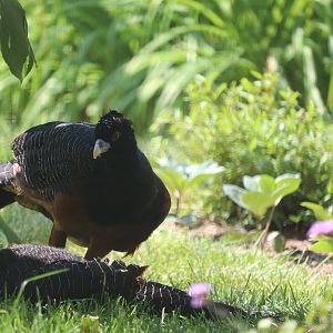 Bird House - Blue-Billed Curassow
