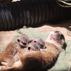 Small Mammal House - Meerkat Family