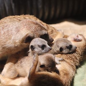 Small Mammal House - Meerkat Family