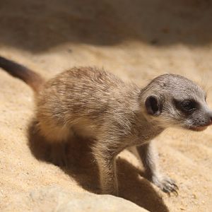 Small Mammal House - Meerkat Pup