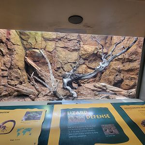 Reptile Discovery Center - New Exhibit